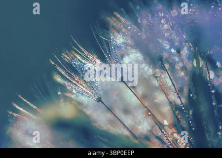 Abstraktes verschwommenes Makrofoto von flauschigem Löwenzahn in Tautropfen mit Glitcheffekt Stockfoto