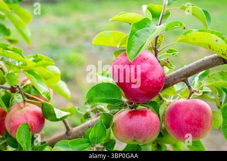 Ein Haufen reifer roter großer Äpfel hängt an einem Zweig zwischen hellgrünen Blättern. Stockfoto