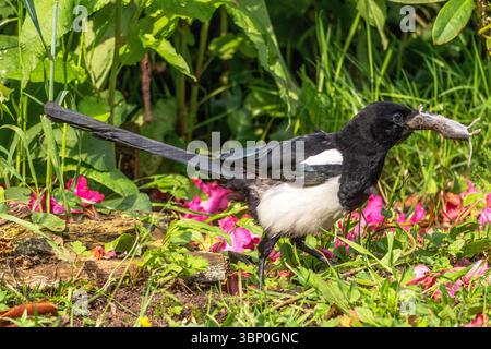 Magpie versucht eine Maus zu schlucken Stockfoto