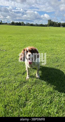 Springer Spaniel Leber und weiß stehen auf einem Feld und sehen glücklich aus, als sie in die Kamera starren Stockfoto
