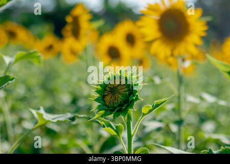 Nahaufnahme einer jungen Sonnenblumenknospe, die in einem lebhaften Sommerfeld mit verschwommenen gelben Sonnenblumen im Hintergrund blühen wird Stockfoto