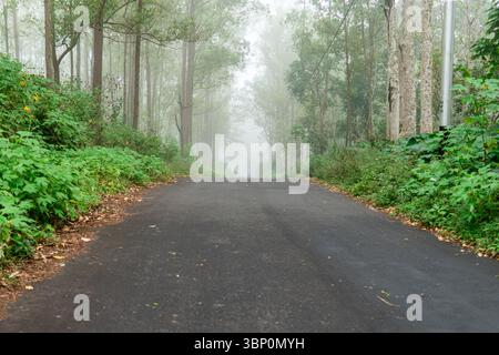 Eine leere Asphaltstraße zieht sich durch einen nebeligen grünen Wald. Umgeben von dichten Bäumen und Morgennebel. Stockfoto