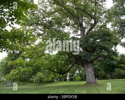 Hoch aufragende, alte Eichen mit breiten Zweigen prägen die üppige grüne Landschaft im Historic Rosemont, Berryville. Stockfoto