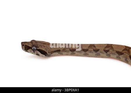 Profil eines jungen Geister-Boa-Constrictor auf weißem Hintergrund Stockfoto