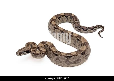 Junge Anery Boa Constrictor (Boa Imperator) isoliert auf weißem Hintergrund Stockfoto