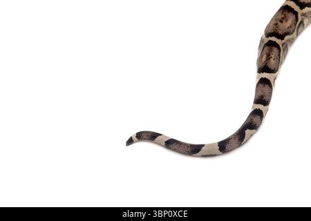 Nahaufnahme von anery Boa Imperator Schwanz auf weißem Hintergrund Stockfoto