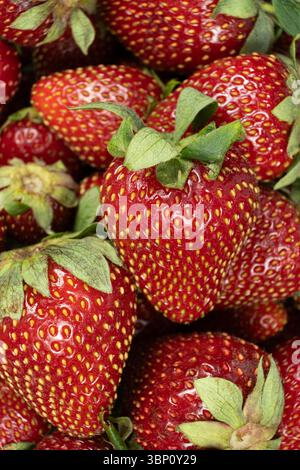 Viele frische Erdbeeren von oben. Hintergrund mit organischer Beerenstruktur Stockfoto