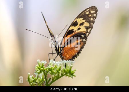 Heliconius hekale, Tiger-Langflügel, Hecale-Langflügel, goldener Langflügel, goldener Helikonius hekale, Parque Ecologico Bosque de Cinquera, El Salvador Stockfoto