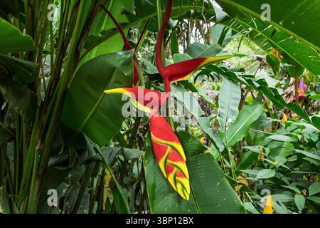 Falscher Paradiesvogel, El Jardin de Celeste Restaurant & Gartenzentrum, Concepcion de Ataco, Ahuachapan Stockfoto