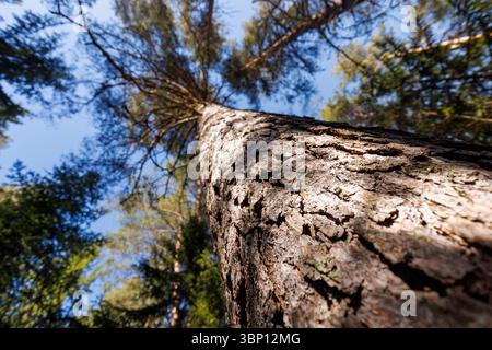 Nahaufnahme verschwommener Blick auf den Stamm und die Rinde der europäischen Kiefer (pinus sylvestris), Finnland Stockfoto