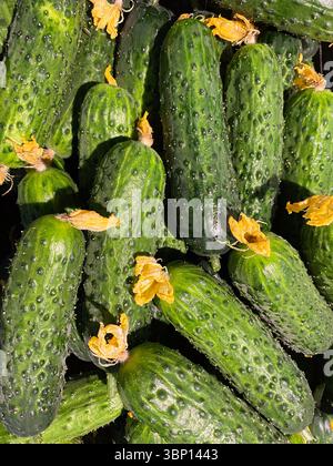 Frische Gurkenhaufen auf dem Markt, vertikaler grüner Gemüsegrund. Stockfoto