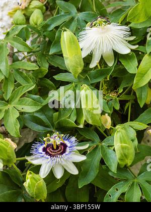Weiß geblümte Passiflora „Snow Queen“ und blaue P. „Clear Sky“ Kletterkombination an einer Hauswand in Plymouth, Großbritannien Stockfoto