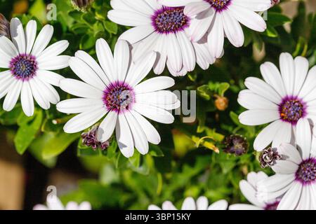 Nahaufnahme mehrerer weißer Gänseblümchen mit violetten Zentren, umgeben von grünem Laub in natürlichem Licht. Stockfoto