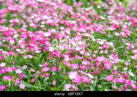 Pink Color Dianthus barbaticus blüht Pflanzen im Garten. Stockfoto