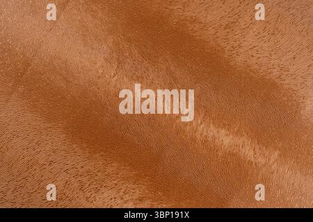 Braune Makrolederstruktur, braune Hintergrundstruktur aus Kunstleder. Brauner, strukturierter Lederhintergrund. Stockfoto