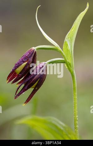 Damenschuh Orchidee, die gerade Blumen öffnet Stockfoto