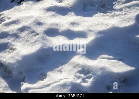 Unebene natürliche Schneestruktur im Freien mit einigen Tierschritten Stockfoto