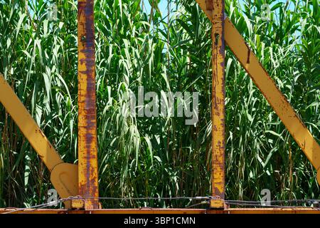 Nahaufnahme eines gelben Mittelbalkenwagens, der an einem sonnigen Sommernachmittag in Texas im Leerlauf auf einem Bahngleis sitzt, mit invasivem Riesenschild, das auf der Strecke wächst. Stockfoto