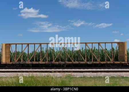 Ein langer, gelber Mittelbalkenwagen sitzt an einem sonnigen Sommernachmittag in Texas im Leerlauf auf einem Gleisanschluss. Stockfoto