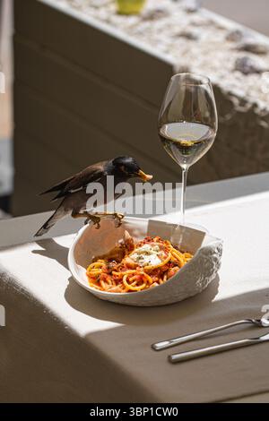 Vogel klaut Pasta vom Teller mit Weißwein Stockfoto