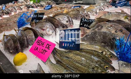 Frischer Fisch nach einem Nachtfischen, auf dem Eis auf dem Tresen, auf dem französischen Markt. Juni 2025. Soulac sur Mer, Medoc, Aquitqine, Frankreich. Stockfoto
