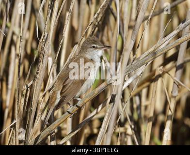 Toller Schilfklatscher im Schilf Stockfoto