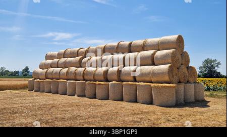 Große, ordentlich gestapelte runde Heuballen auf einem trocken geernteten Feld unter klarem blauem Himmel. Ländliche Landwirtschaftsszene im Sommer mit goldenen Tönen, Ackerland, Stockfoto