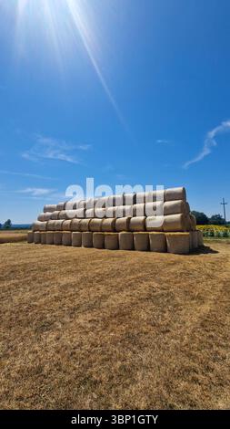 Große, ordentlich gestapelte runde Heuballen auf einem trocken geernteten Feld unter klarem blauem Himmel. Ländliche Landwirtschaftsszene im Sommer mit goldenen Tönen, Ackerland, Stockfoto