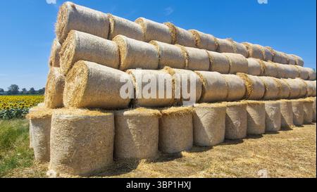 Große, ordentlich gestapelte runde Heuballen auf einem trocken geernteten Feld unter klarem blauem Himmel. Ländliche Landwirtschaftsszene im Sommer mit goldenen Tönen, Ackerland, Stockfoto