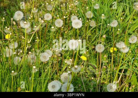 Traumhaftes Feld mit weißen Löwenzahnsamenköpfen auf der Naturwiese Stockfoto