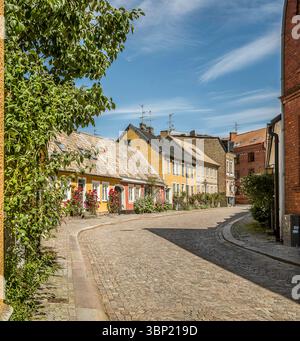 Charmante Kopfsteinpflasterallee in Lund, Schweden, gesäumt von blühenden Rosen und historischen Fassaden – eine beschauliche Sommerstraße, 30. Juni 2025 Stockfoto