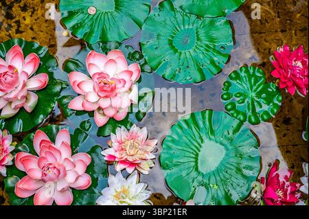 Farbenfrohe künstliche Seerosen und Münzen für Wünsche schweben in einem dekorativen Teich in Leeds Castle, Kent, Großbritannien Stockfoto