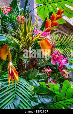 Eine lebendige künstliche tropische Blumenschau mit exotischen Blüten und üppigem Grün im Leeds Castle, Kent, Großbritannien Stockfoto
