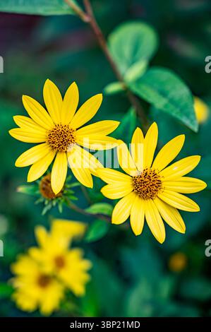 Zwei leuchtend gelbe ausdauernde Sonnenblumen (Heliopsis) in voller Blüte. Nahaufnahme in den Gärten von Leeds Castle, Kent, Großbritannien Stockfoto