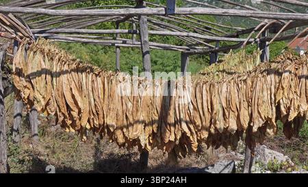 Tabakblätter hängen und trocknen an der Sonne Stockfoto