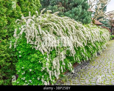 Blühende Hecke mit üppigen weißen Blüten, die sich entlang des charmanten Gartenweges in der Landschaft wunderbar bogenförmig anordnen Stockfoto