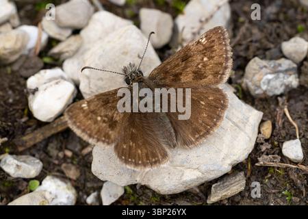 Schmuddeliger Skipper (erynnis tages) auf dem Boden in Österreich im Tal des Lech Stockfoto