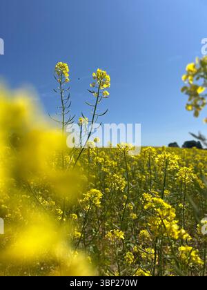 Gelbe Blumen blühen auf einer wilden Wiese Stockfoto