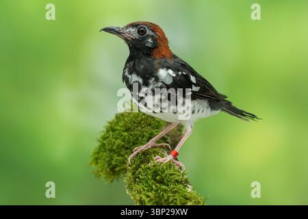 Kastaniensoor Geokichla interpres Stockfoto