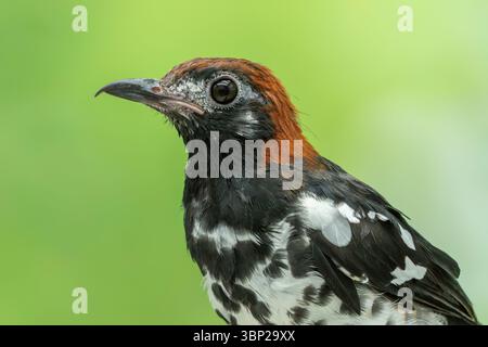 Kastaniensoor Geokichla interpres Stockfoto