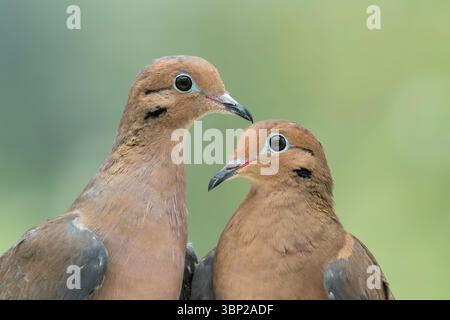 Trauertaube Zenaida macroura Stockfoto