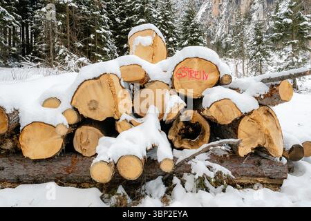 Ein Haufen von Scheite bedeckt mit Schnee, auf dem das Wort „Sterely“ steht. Die Szene ist friedlich und ruhig, mit dem Schnee bedeckt die Baumstämme und die surr Stockfoto