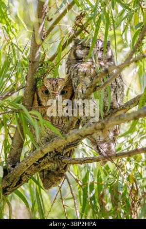 Ein Paar tropische Kreiseleule (Megascops choliba), die auf einem Baumzweig thront. Stockfoto