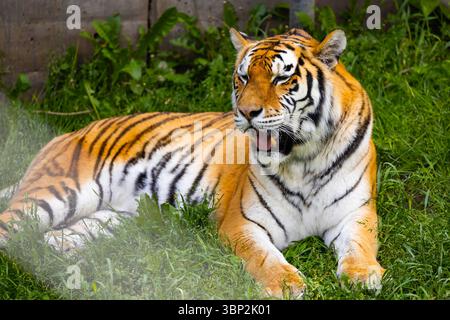 Nahaufnahme Porträt eines bengalischen Tigers im wilden grünen Gras Stockfoto
