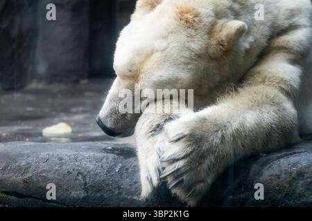 Ein friedliches Nahporträt eines schlafenden Eisbären Stockfoto