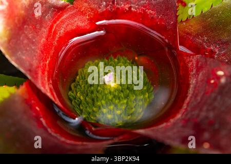 Detaillierte Nahaufnahme lebendiger Bromelien in voller Blüte Stockfoto