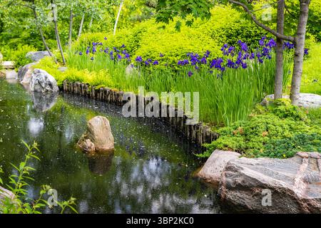 Friedliche japanische Gartenszene mit friedlicher Landschaftsgestaltung und kultureller Schönheit im Como Park Conservatory Stockfoto