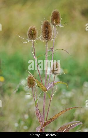 Samenköpfe aus gewöhnlichem Teesel, Dipsacus fullonum Stockfoto