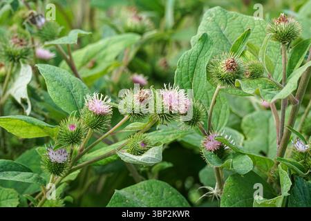 Nahaufnahme der Klette, Arctium lappa Stockfoto