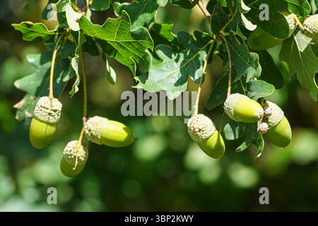 Eicheln auf einer Eiche Stockfoto